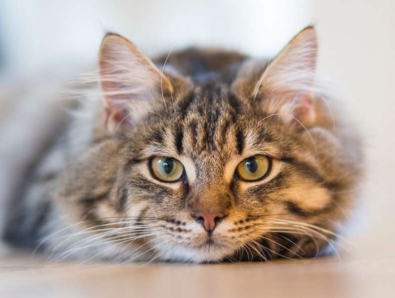 Pittsfield Veterinary Hospital Forms