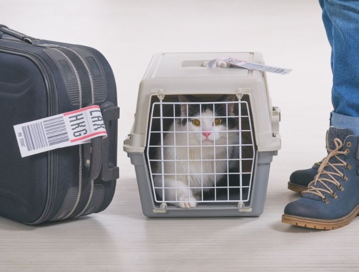 Transporting Cats With Minimal Stress